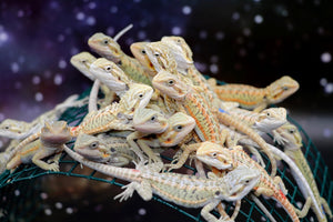 AVAILABLE DRAGONS