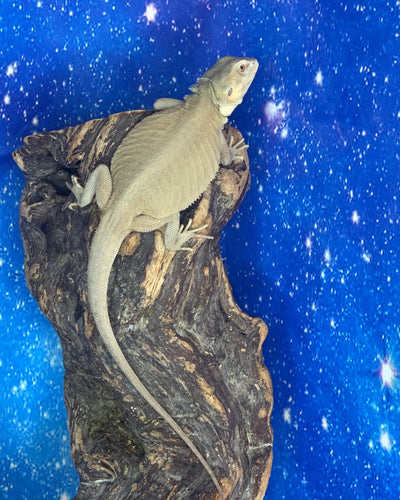 Female Hypo Leatherback Zero (4 Months)