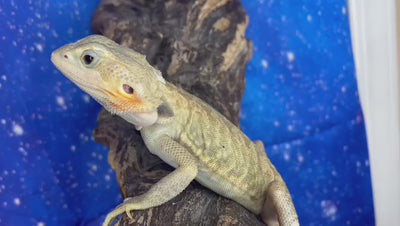 Female Hypo Trans Leatherback (4 Months)