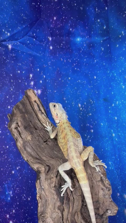 Female Hypo Trans Leatherback (4 Months)