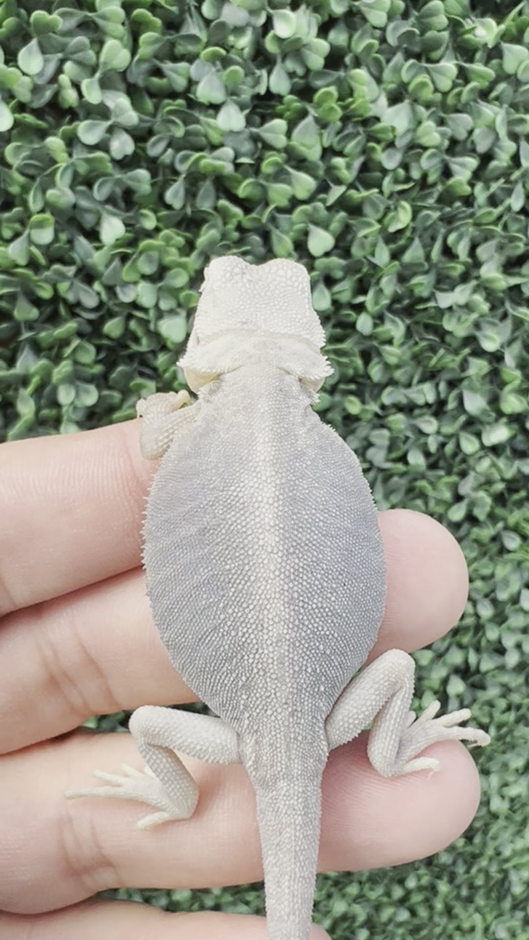 Female Hypo Trans Leatherback Zero (3 Months)