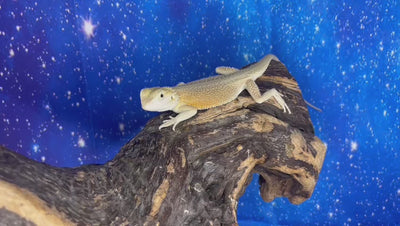Female Hypo Witblit (3 Months)