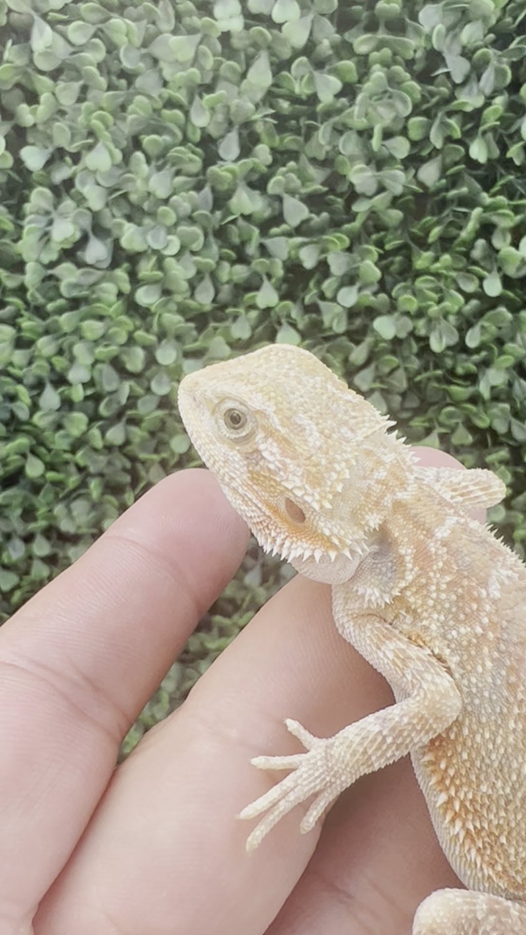 Male Hypo (66% Het)