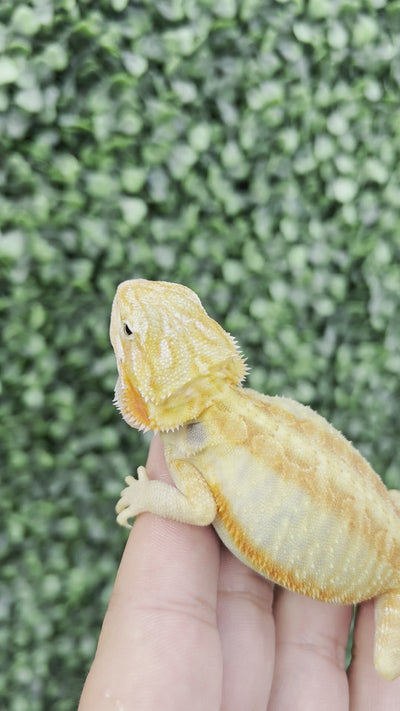 Female Hypo Trans Leatherback (3 Months)