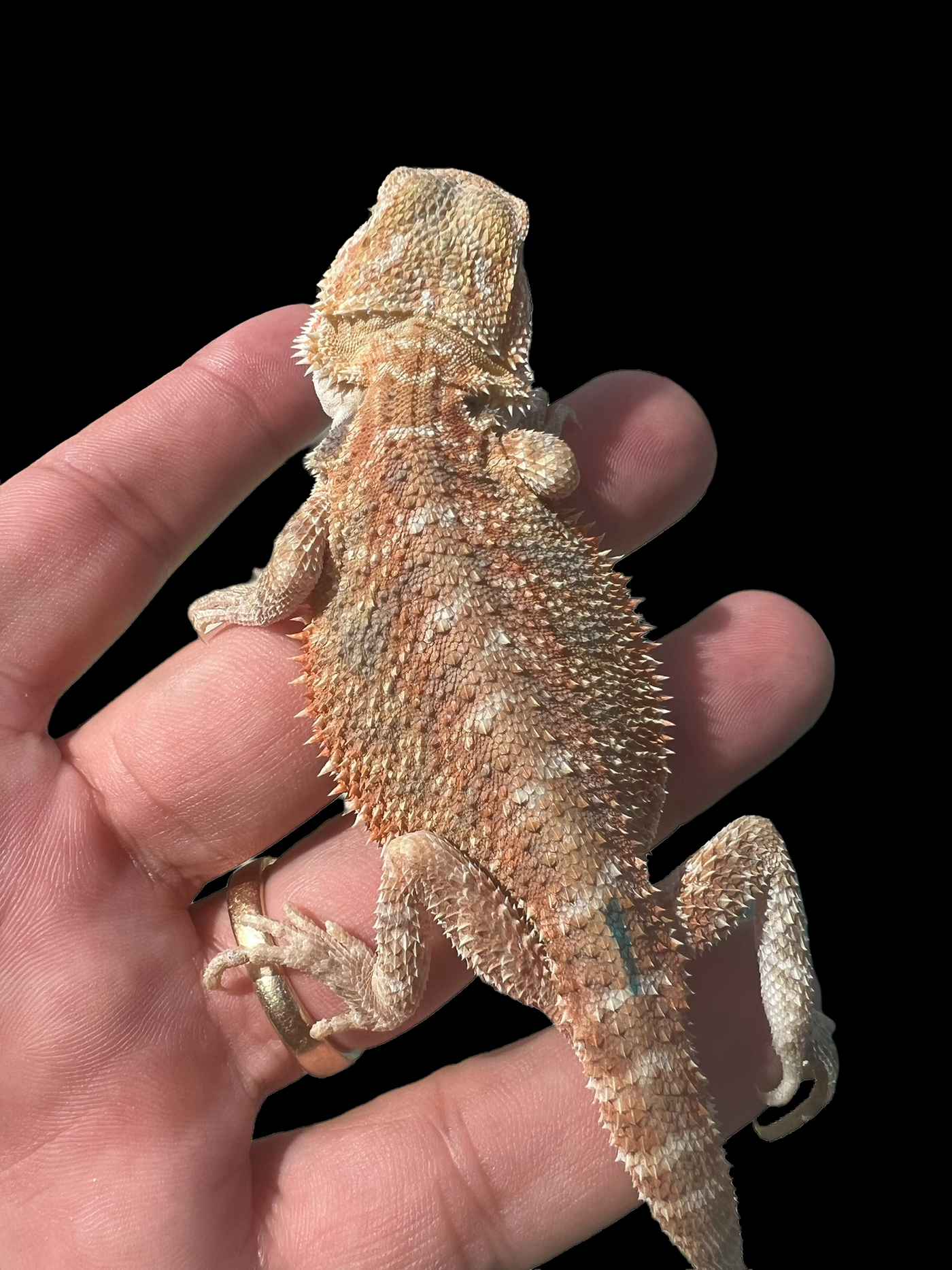 Male Hypo (66% Het)