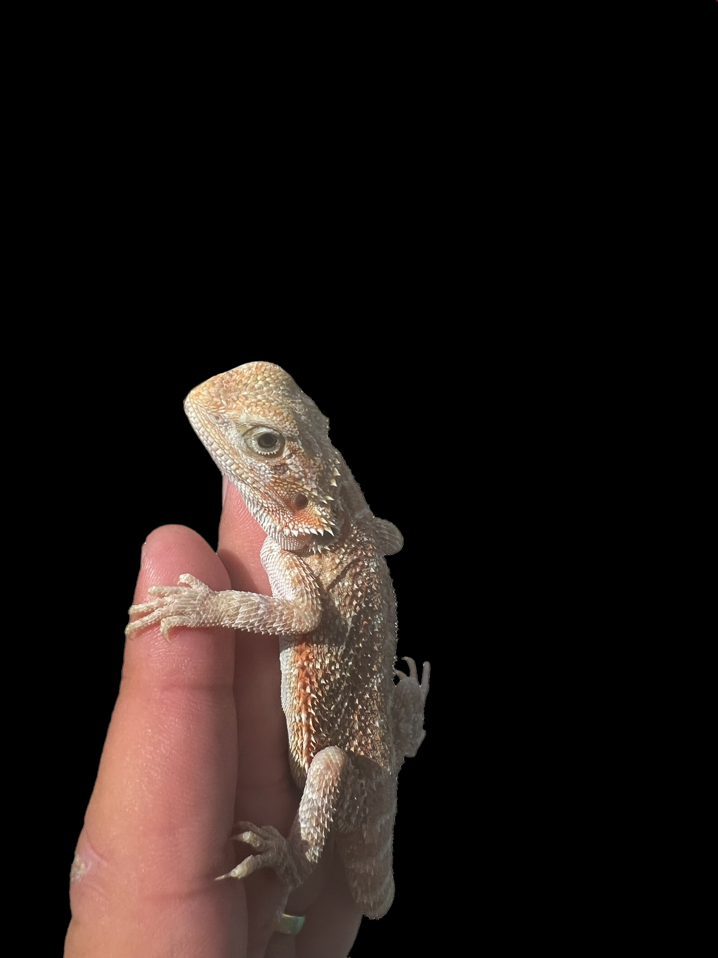 Male Hypo (66% Het)