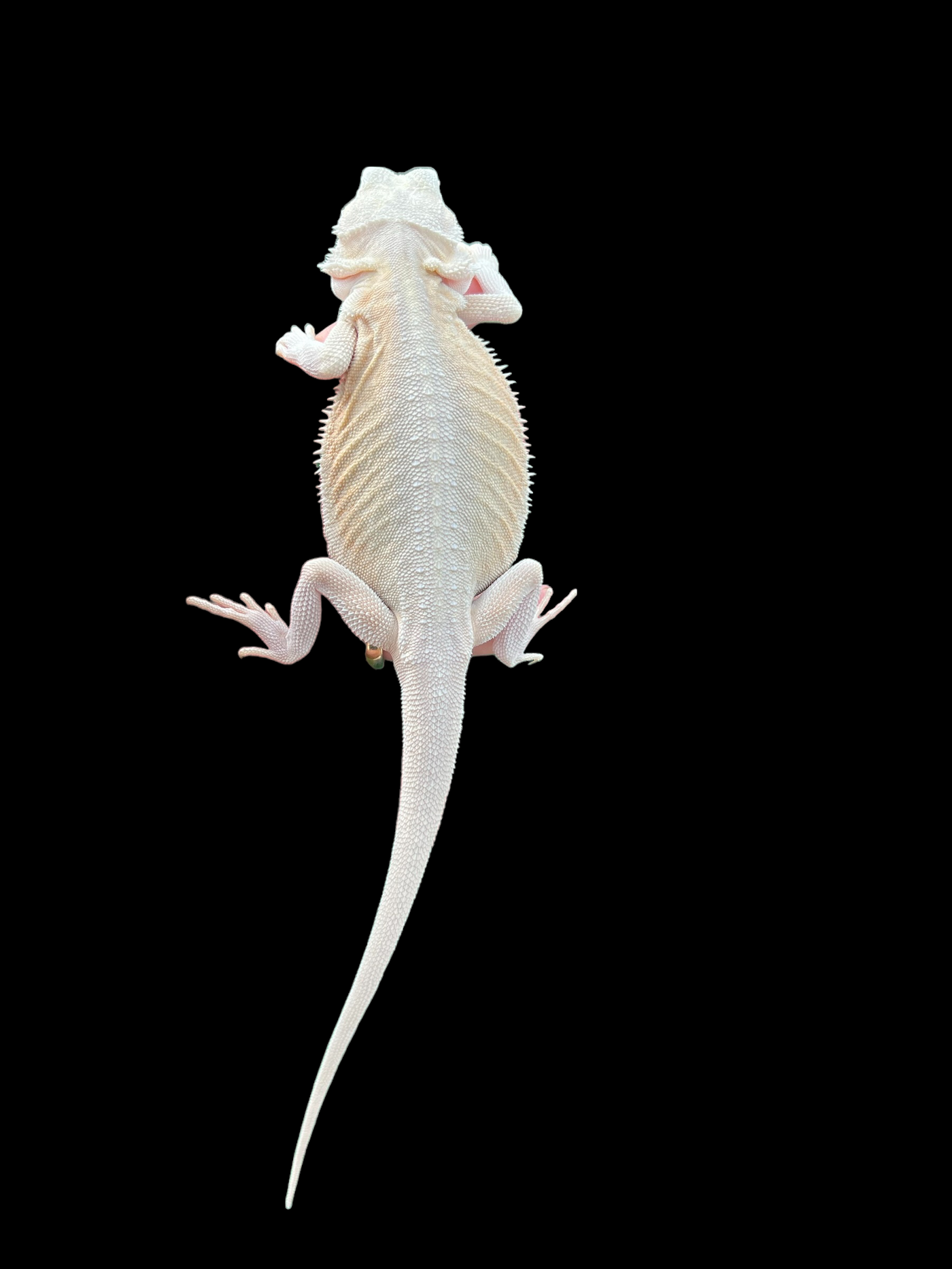 Female Hypo Leatherback Witblit Juvenile