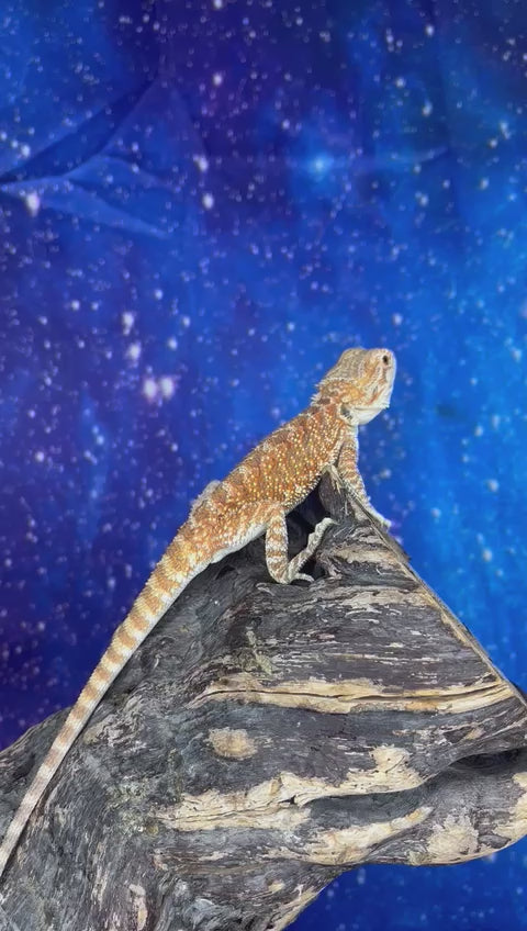 Male Hypo Red (3 Months)