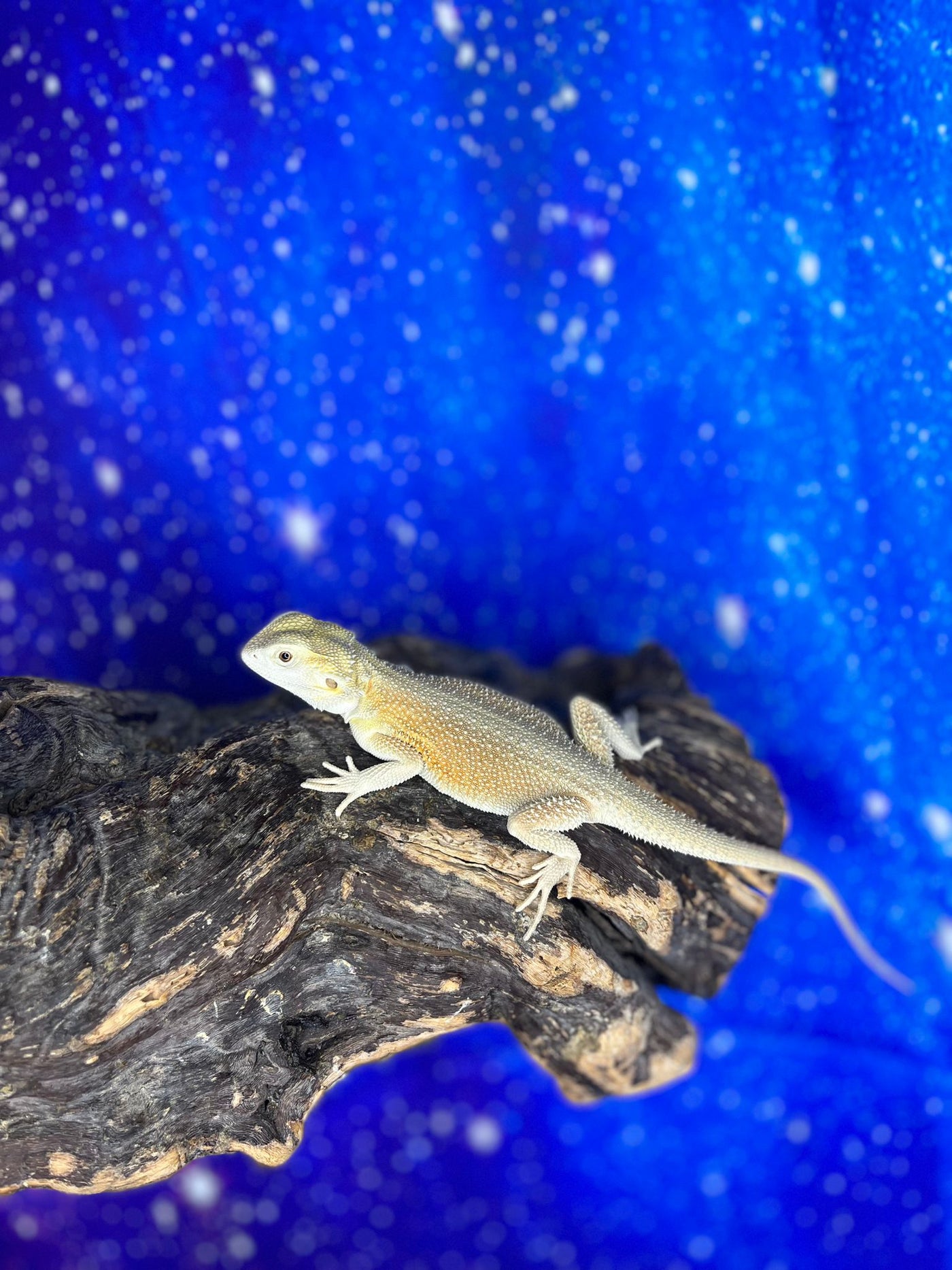 Female Hypo Witblit (3 Months)