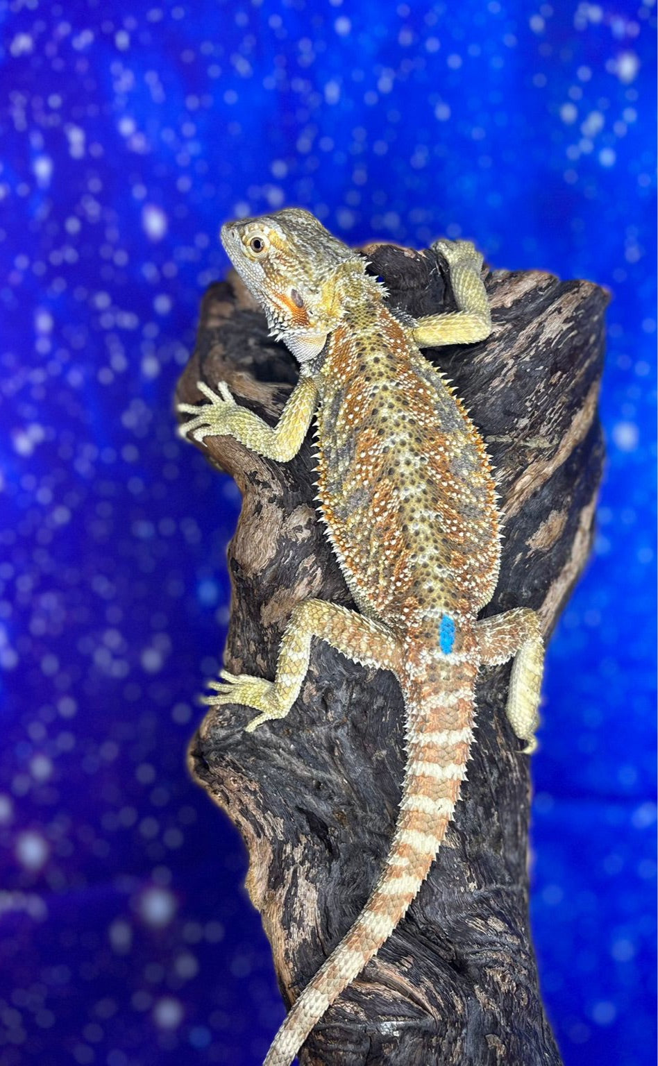 Male Hypo Citrus (4 Months)