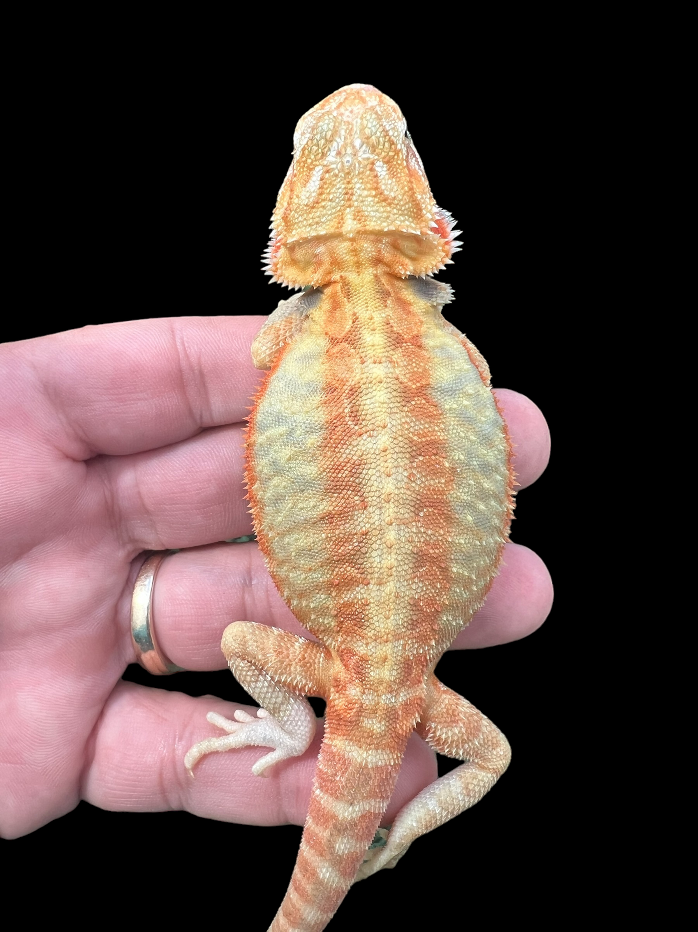 Female Hypo Trans Leatherback (3 Months)