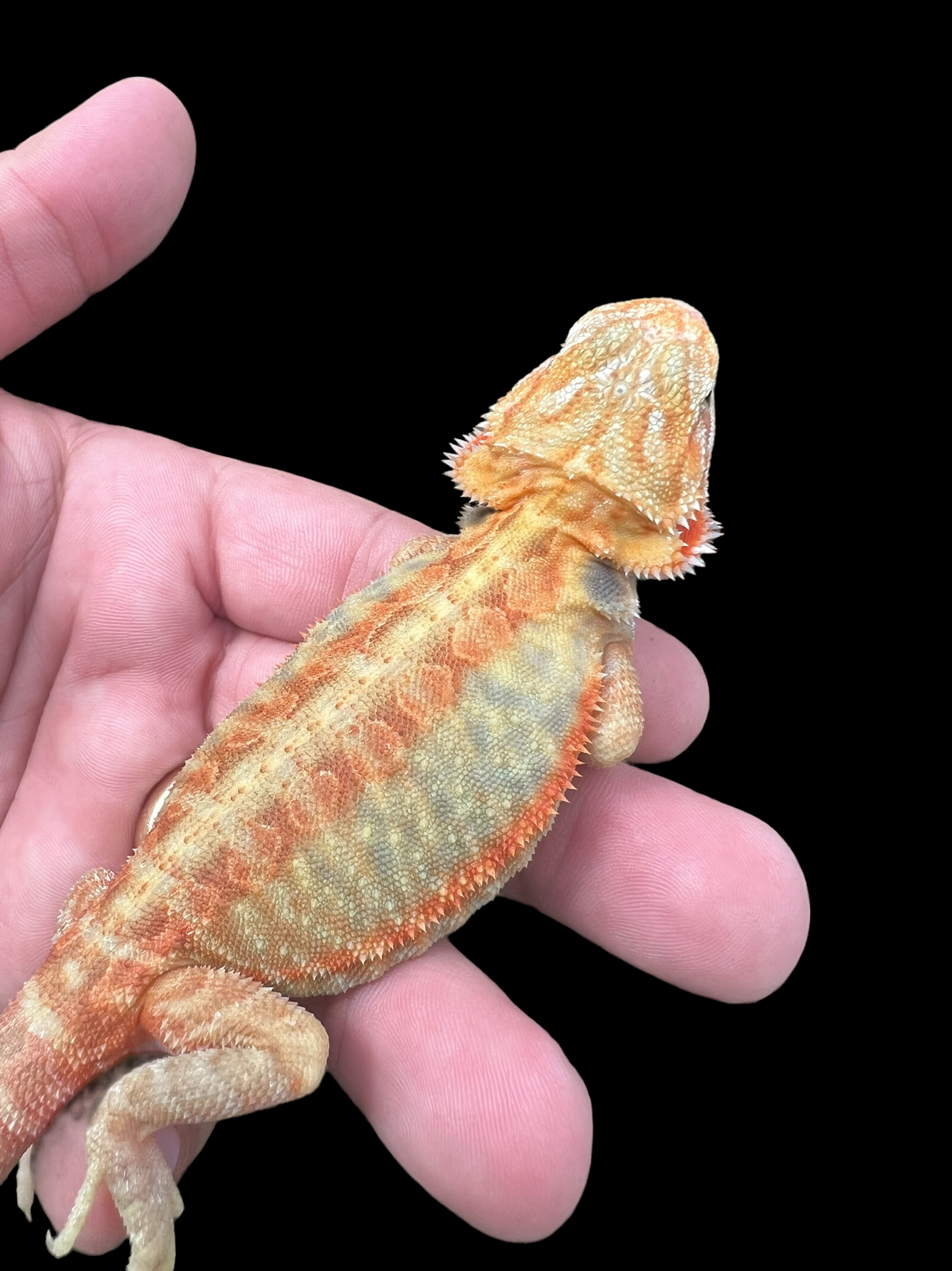 Female Hypo Trans Leatherback (3 Months)