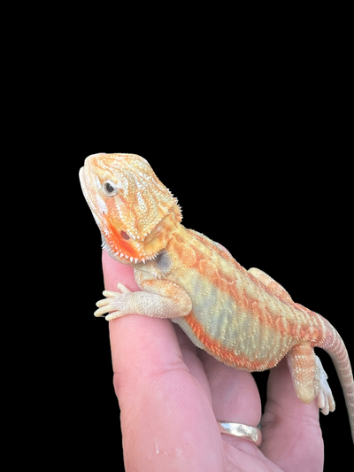 Female Hypo Trans Leatherback (3 Months)