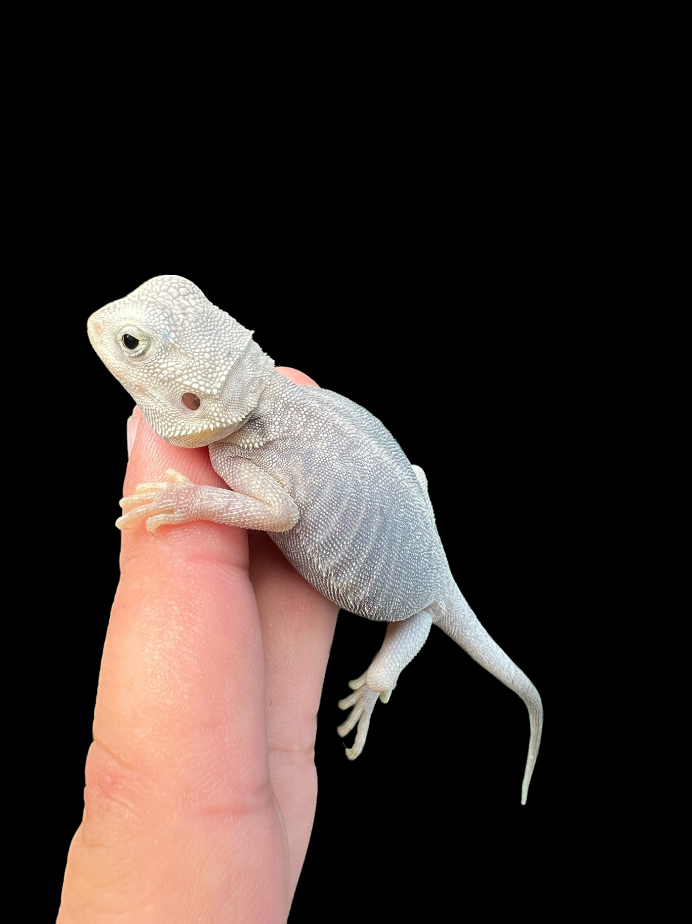 Female Hypo Trans Leatherback Zero (3 Months)