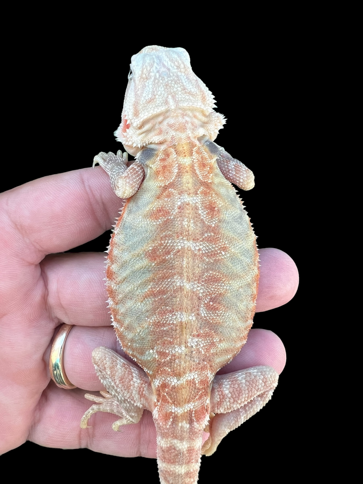 Female Hypo Trans Leatherback (4 Months)