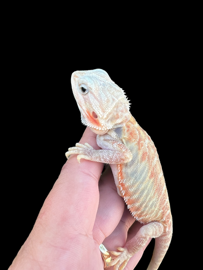 Female Hypo Trans Leatherback (4 Months)