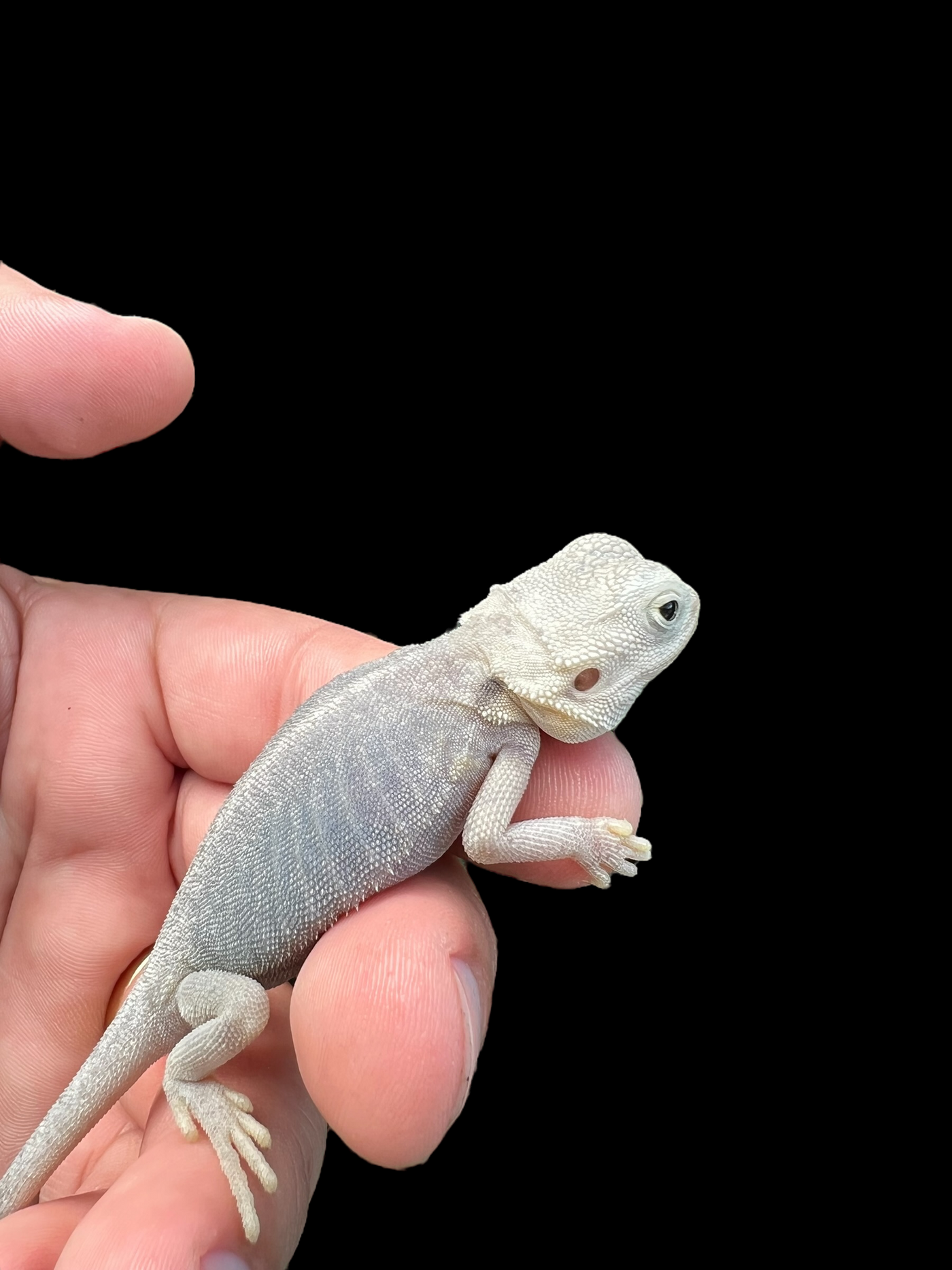 Female Hypo Trans Leatherback Zero (3 Months)