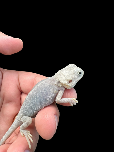 Female Hypo Trans Leatherback Zero (3 Months)