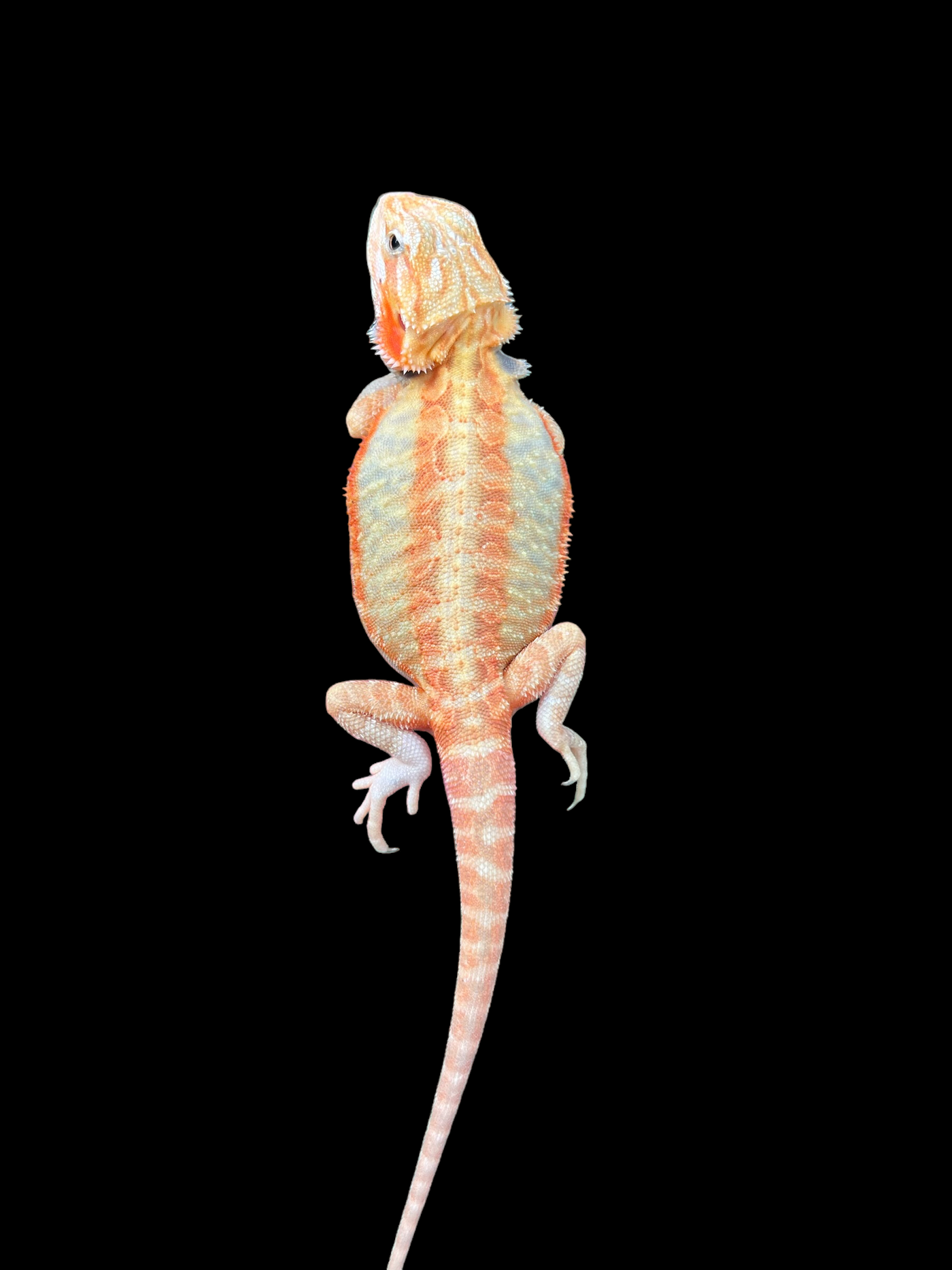 Female Hypo Trans Leatherback (3 Months)
