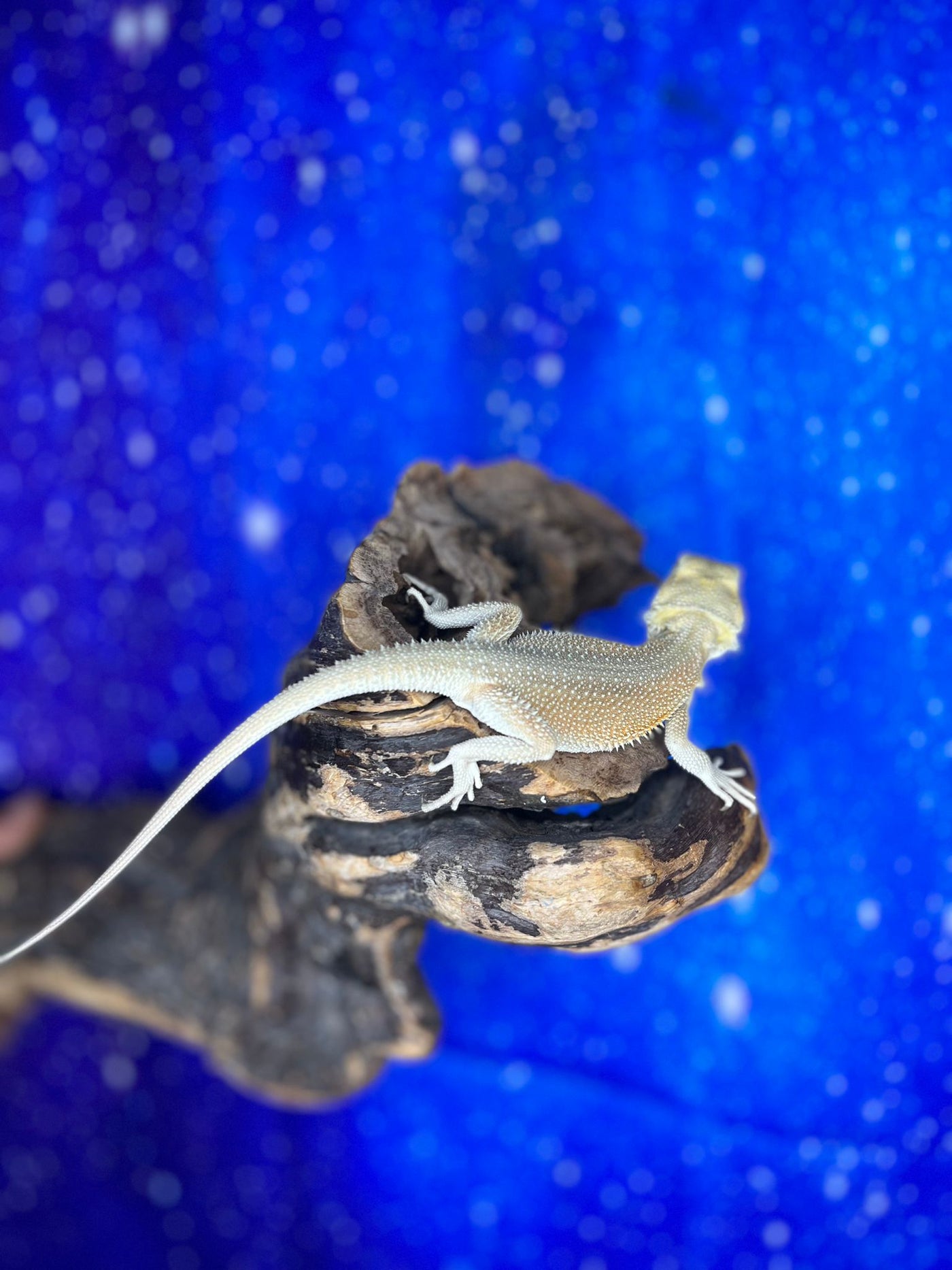Female Hypo Witblit (3 Months)
