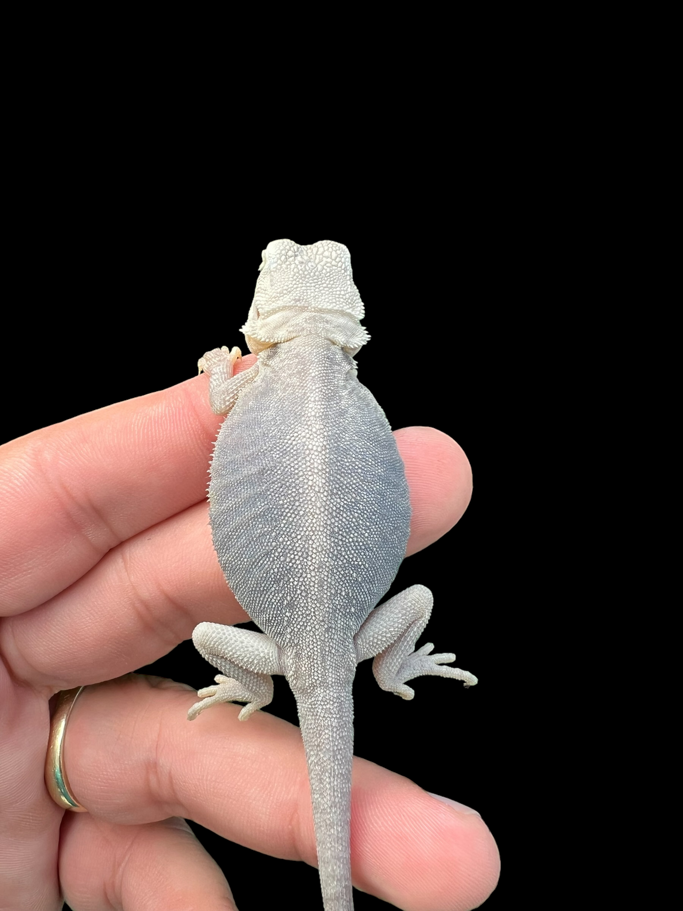 Female Hypo Trans Leatherback Zero (3 Months)