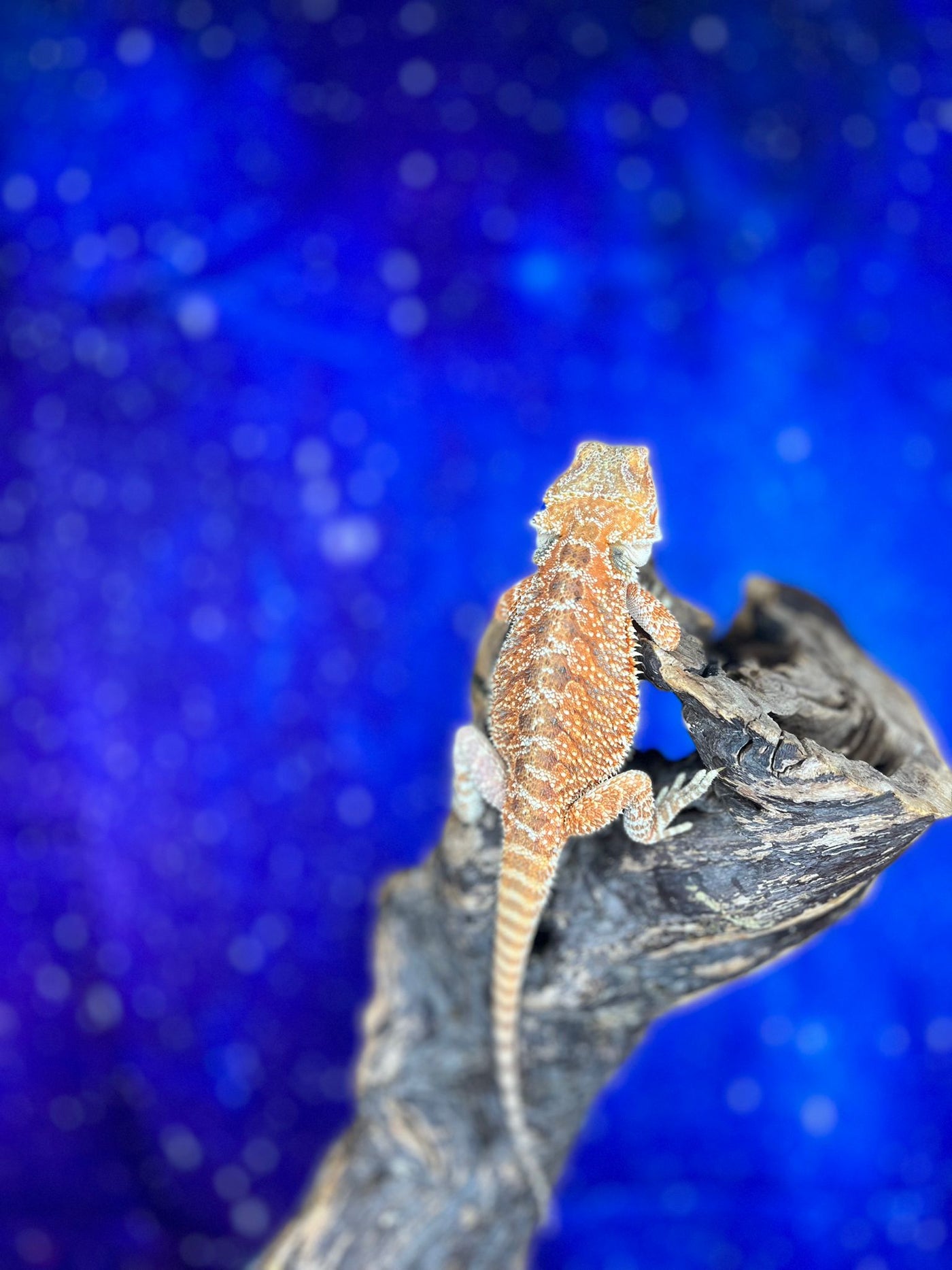 Male Hypo Red (3 Months)