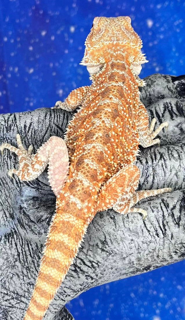 Male Hypo Red (3 Months)