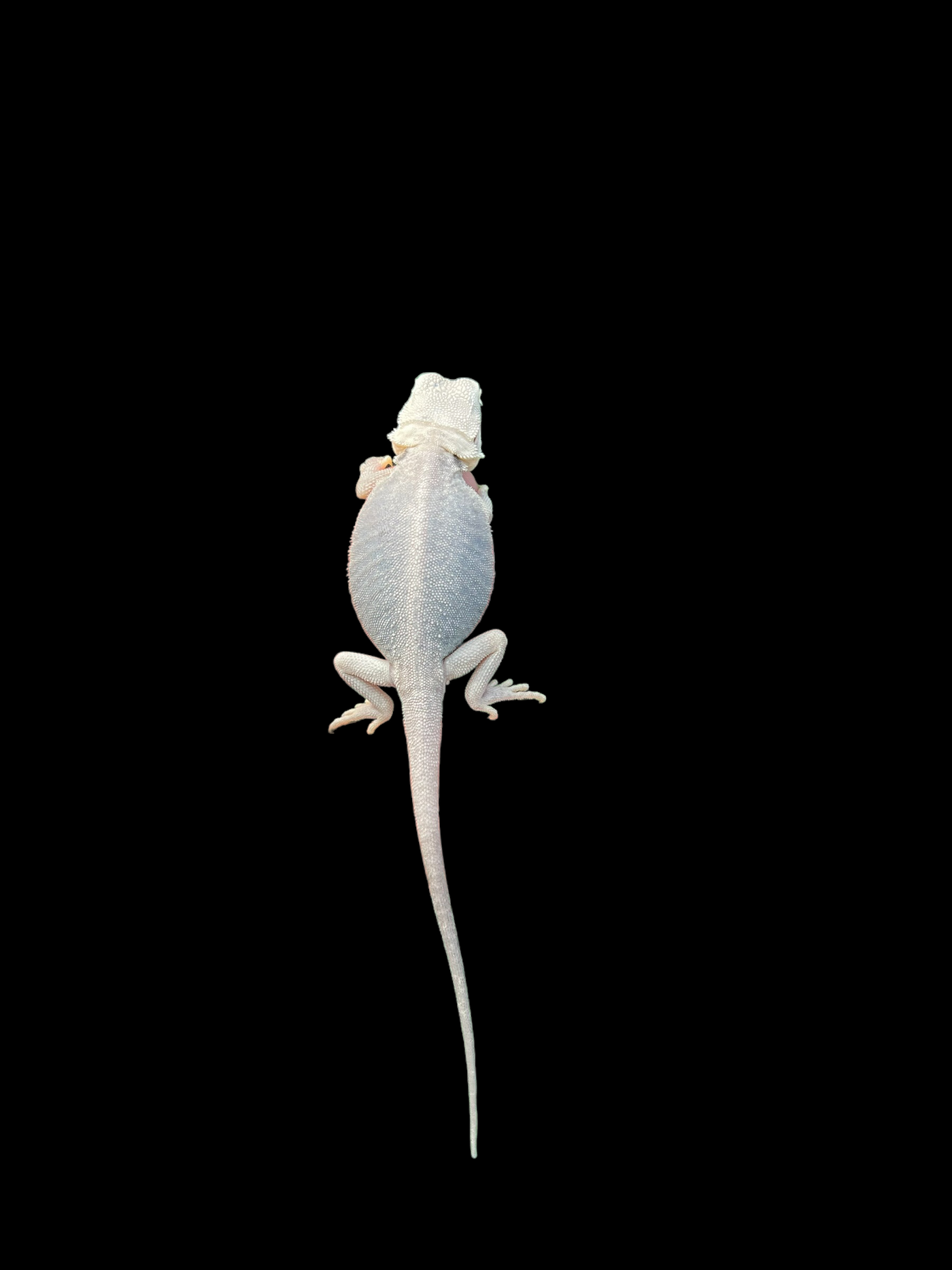 Female Hypo Trans Leatherback Zero (3 Months)