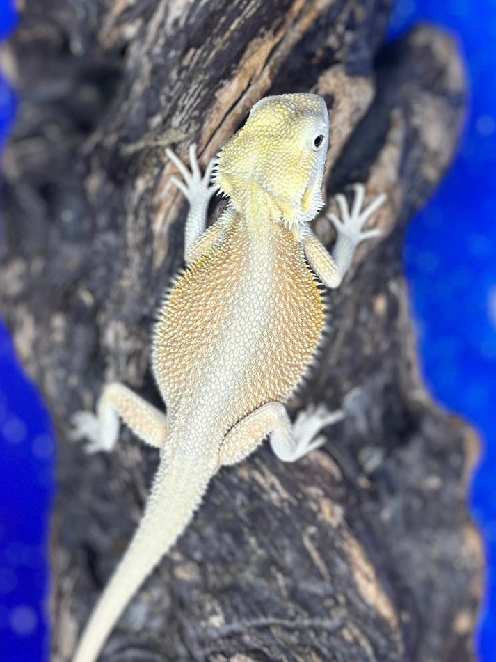 Female Hypo Witblit (3 Months)
